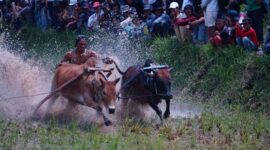 Alek Nagari Pacu Jawi se Tanah dibuka. Pacu Jawi itu bisa disaksikan tiap Minggu.