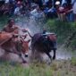 Alek Nagari Pacu Jawi se Tanah dibuka. Pacu Jawi itu bisa disaksikan tiap Minggu.