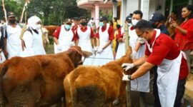 Sebanyak 635.050 dosis vaksin PMK Tahap I dan II telah disuntikkan di berbagai daerah di Jawa Timur.