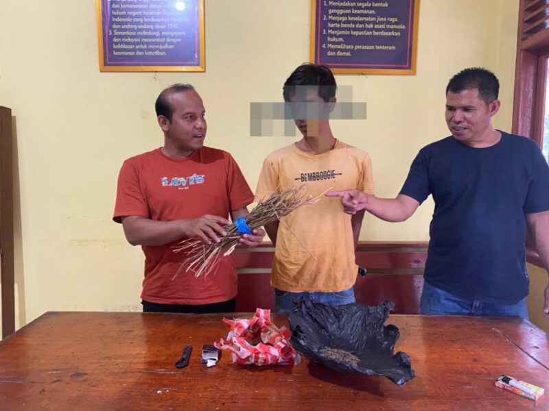 Pelaku terduga penyalahgunaan narkoba jenis ganja yang ditangkap oleh Tim Opsnal Sapu Jagat Satresnarkoba Polres Pessel bersama jajaran Polsek Sutera, Kamis (25/8).