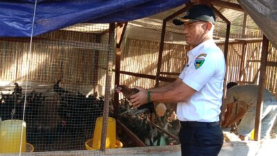 Nagari Talaok Pessel Kembangkan Budidaya Ayam Kampung Unggul, Bakal Diserahkan Langsung Wakil Gubernur pada KPM