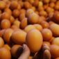 Ilustrasi telur ayam ras.