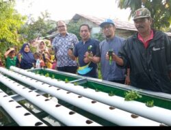 Pabrik AQUA Solok Bantu Petani Kembangkan Sistem Aquaponik, Hasil Panen Meningkat