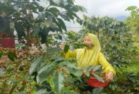 Memetik biji kopi di Dusun V Aia Badak, Jorong Kayu Aro, Nagari Batang Barus, Kecamatan Gunung Talang