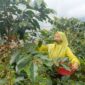 Memetik biji kopi di Dusun V Aia Badak, Jorong Kayu Aro, Nagari Batang Barus, Kecamatan Gunung Talang