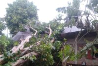 Rumah warga di Kampung Koto Langgang, Kenagarian Rantau Simalenang Air Haji, rusak parah setelah tertimpa pohon duku akibat angin kencang, Minggu (27/4) sore.
