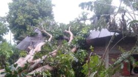 Rumah warga di Kampung Koto Langgang, Kenagarian Rantau Simalenang Air Haji, rusak parah setelah tertimpa pohon duku akibat angin kencang, Minggu (27/4) sore.
