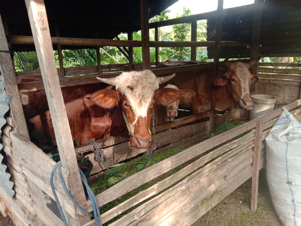Sapi program GEBUQ IKM Qatar yang kini dipelihara oleh keluarga penerima manfaat di Sumatera Barat.