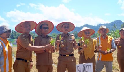 Wujudkan Program Nagari Kanyang, Bupati Hendrajoni Pimpin Langsung Tanam Serentak di Bayang