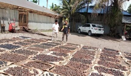 Tingkatkan Nilai Ekonomi, Gambir Pesisir Selatan Akan Jajaki Pasar Eropa