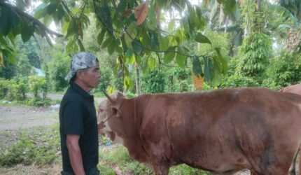 Tak Ada Sapi Berbobot 800 Kg, Pessel Justru Dapat 2 Ekor Kurban dari Presiden Prabowo