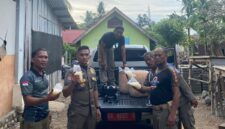 Petugas Satpol PP dan Damkar Pesisir Selatan saat mengamankan barang bukti puluhan liter tuak dalam razia peredaran minuman keras, Kamis (12/6/2025).