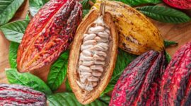 Bahkan Mendinginkan Bumi Mungkin Tidak Menyelamatkan Kopi, Anggur, dan Cokelat Anda

