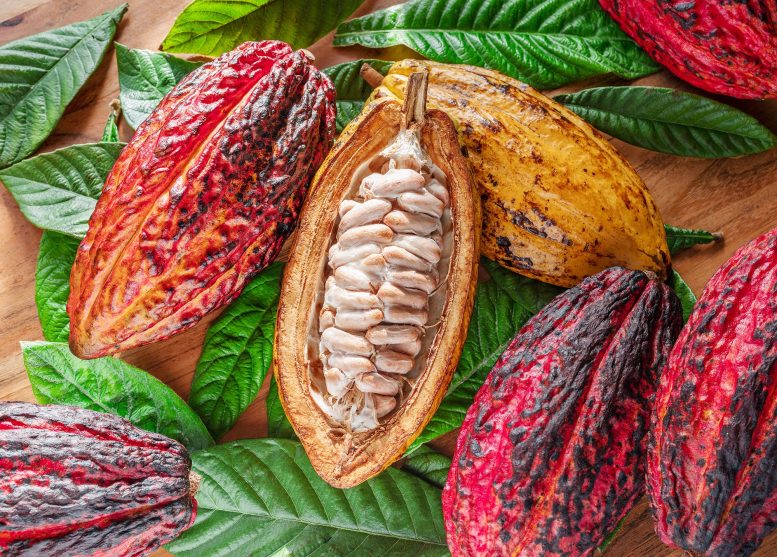 Bahkan Mendinginkan Bumi Mungkin Tidak Menyelamatkan Kopi, Anggur, dan Cokelat Anda

