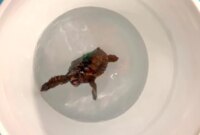 Bayi Penyu Menari untuk Sains dan Mengungkap Cara Mereka Menavigasi Laut Terbuka

