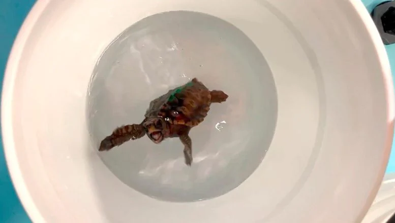 Bayi Penyu Menari untuk Sains dan Mengungkap Cara Mereka Menavigasi Laut Terbuka

