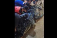 Buaya raksasa di Inhil mati setelah isi perutnya dibedah secara mengejutkan

