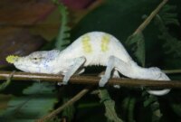 Bunglon Aneh Ini Menipu Ilmuwan Selama 150 Tahun

