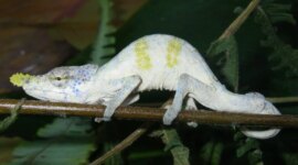 Bunglon Aneh Ini Menipu Ilmuwan Selama 150 Tahun

