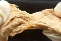 CRISPR Meningkatkan Jamur Mirip Daging Menjadi Pembangkit Listrik Protein Berkelanjutan

