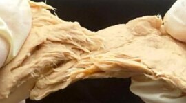 CRISPR Meningkatkan Jamur Mirip Daging Menjadi Pembangkit Listrik Protein Berkelanjutan

