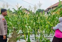 Cek Pertumbuhan Jagung Bhabinkamtibmas Pulomerak Gandeng Poktan –

