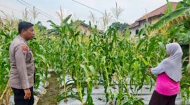 Cek Pertumbuhan Jagung Bhabinkamtibmas Pulomerak Gandeng Poktan –

