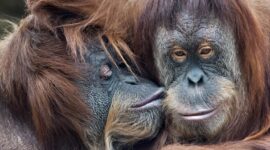 Ciuman Kemungkinan Dimulai 20 Juta Tahun Lalu Dengan Nenek Moyang Kera dan Neanderthal

