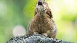 Hewan Ikonik Pegunungan Rocky Ini Hilang, Para Peneliti Memperingatkan

