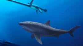 Hiu Purba Raksasa Ditemukan di Australia Mengejutkan Para Ilmuwan

