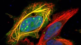 Ilmuwan Baru Saja Menemukan Bagaimana Rabies Membajak Sel Manusia

