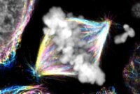 Ilmuwan Membalikkan Buku Teks Biologi Berusia 20 Tahun Dengan Penemuan Menakjubkan Tentang Pembelahan Sel

