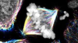 Ilmuwan Membalikkan Buku Teks Biologi Berusia 20 Tahun Dengan Penemuan Menakjubkan Tentang Pembelahan Sel

