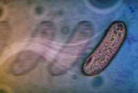 Ilmuwan Menemukan Cara Baru yang Sangat Sederhana dan Mengejutkan bagi Mikroba untuk Bergerak Tanpa Flagela

