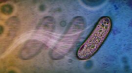 Ilmuwan Menemukan Cara Baru yang Sangat Sederhana dan Mengejutkan bagi Mikroba untuk Bergerak Tanpa Flagela

