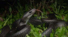 Ilmuwan Menemukan Spesies Ular Baru yang Tidak Biasa di Pulau Terpencil

