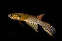 Ilmuwan Terkejut Saat Ikan Killifish Langka Dikira Punah Ditemukan Hidup di Bolivia

