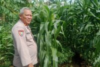 Kasat Binmas Polresta Serang Polresta Serkot IPTU Irwan Lakukan Sidak Rutin Ladang Jagung Dalam Rangka Program Asta Cita –

