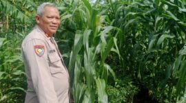 Kasat Binmas Polresta Serang Polresta Serkot IPTU Irwan Lakukan Sidak Rutin Ladang Jagung Dalam Rangka Program Asta Cita –

