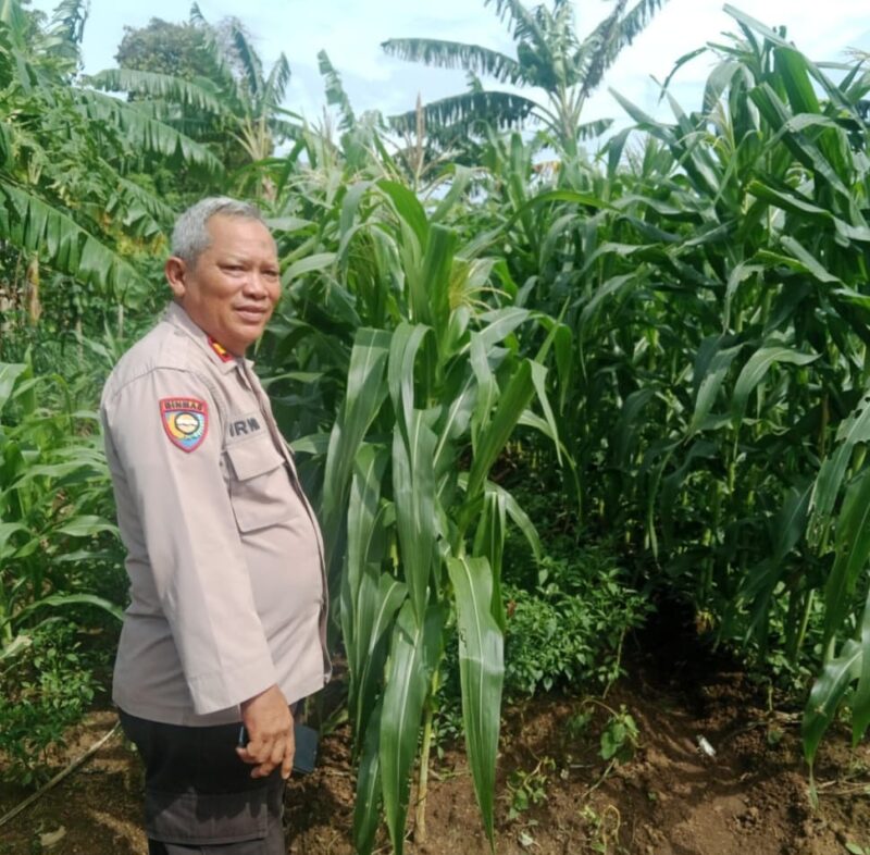 Kasat Binmas Polresta Serang Polresta Serkot IPTU Irwan Lakukan Sidak Rutin Ladang Jagung Dalam Rangka Program Asta Cita –

