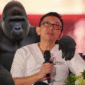 'Lebih Merugikan Gorila!' Orang-orang bersemangat, bukan?

