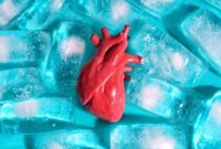 Masalah 100 Tahun Terpecahkan? Ilmuwan Menemukan Cara Membekukan Organ Tubuh Tanpa Merusaknya

