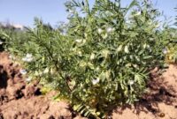 Para Arkeolog Menemukan Tanaman Berusia 2.000 Tahun yang Telah Lama Hilang di Kepulauan Canary

