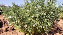 Para Arkeolog Menemukan Tanaman Berusia 2.000 Tahun yang Telah Lama Hilang di Kepulauan Canary

