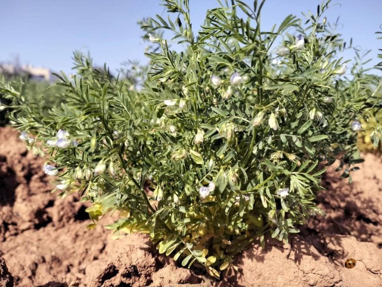 Para Arkeolog Menemukan Tanaman Berusia 2.000 Tahun yang Telah Lama Hilang di Kepulauan Canary

