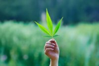 Para Ilmuwan Menetapkan “Bahasa Aroma” Universal Pertama untuk Ganja dan Rami

