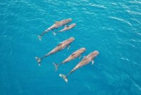 Paus raksasa ini memakan hingga 202 cumi dalam sehari

