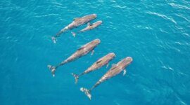 Paus raksasa ini memakan hingga 202 cumi dalam sehari

