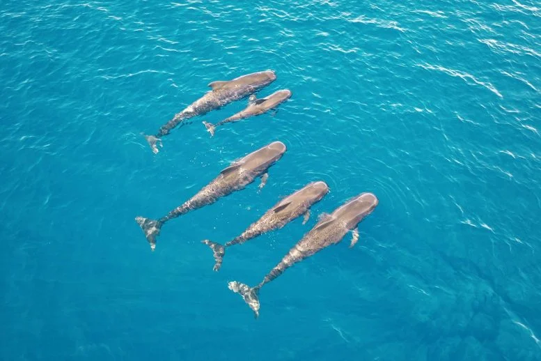 Paus raksasa ini memakan hingga 202 cumi dalam sehari

