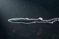 Peneliti Baru Saja Menemukan Spesies Baru Hiu Bercahaya

